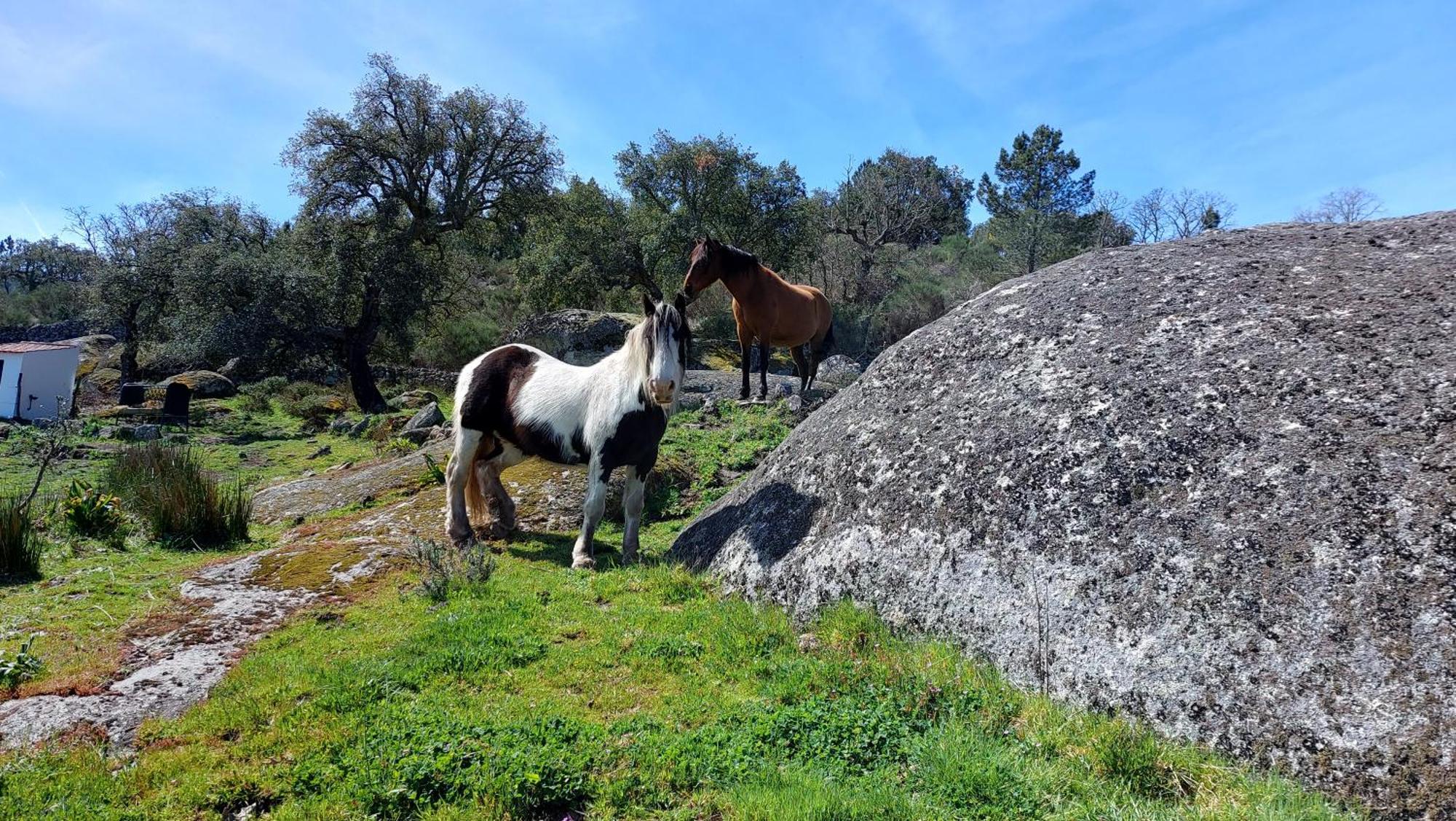 Magic Nature Lodge Marvão Eksteriør bilde